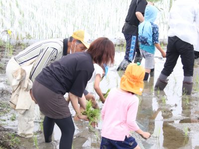 マイ（米）ホームスマイル～食への感謝を育もう～田植え体験