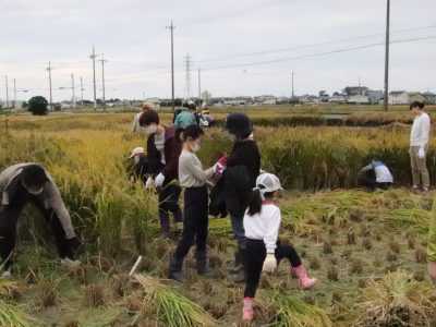 マイ（米）ホームスマイル～食への感謝を育もう～稲刈り