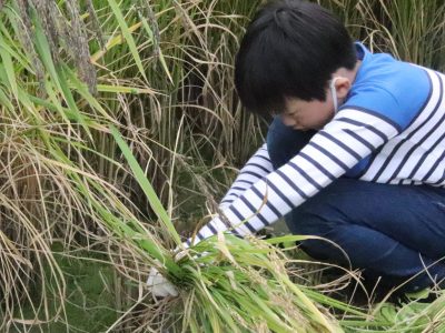 マイ（米）ホームスマイル～食への感謝を育もう～稲刈り