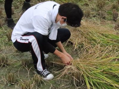 マイ（米）ホームスマイル～食への感謝を育もう～稲刈り