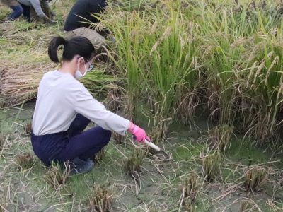 マイ（米）ホームスマイル～食への感謝を育もう～稲刈り