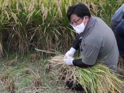 マイ（米）ホームスマイル～食への感謝を育もう～稲刈り