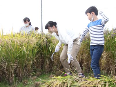 マイ（米）ホームスマイル～食への感謝を育もう～稲刈り