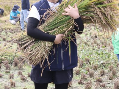 マイ（米）ホームスマイル～食への感謝を育もう～稲刈り
