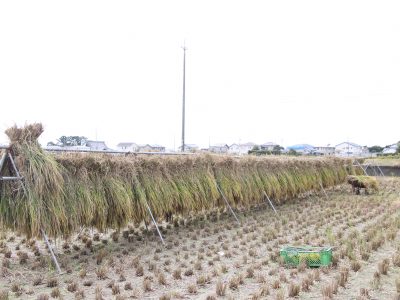 マイ（米）ホームスマイル～食への感謝を育もう～稲刈り