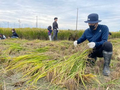 マイ（米）ホームスマイル～食への感謝を育もう～稲刈り